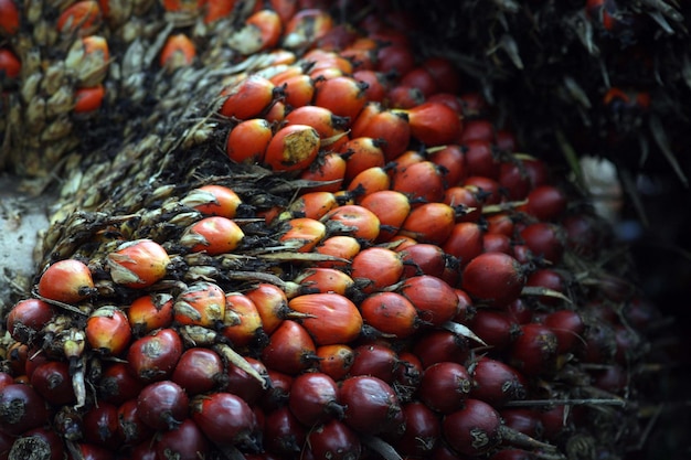 Co to olej palmowy i gdzie można go spotkać?