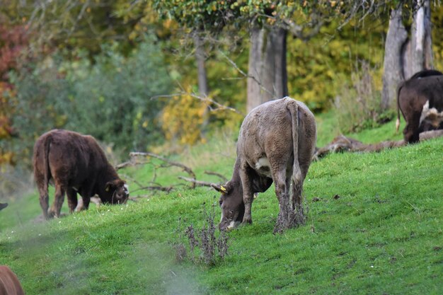Jakie są zwierzęta w Tatrzańskim Parku Narodowym?
