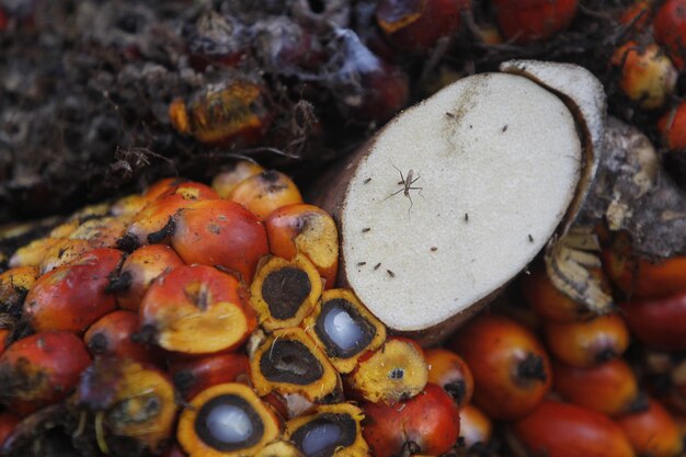 Olej palmowy czy szkodliwy dla zdrowia?