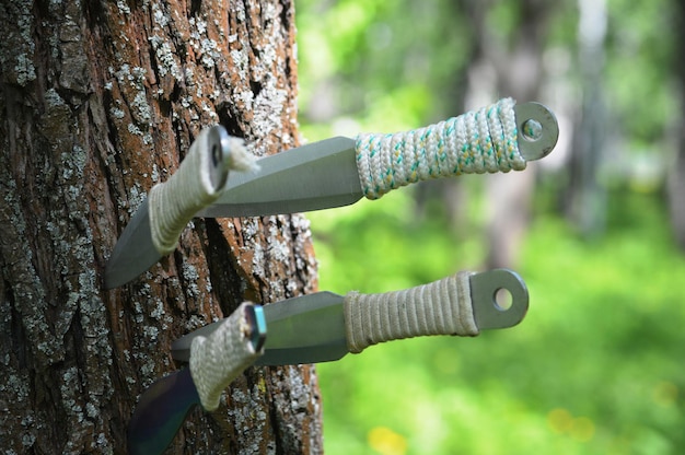 Jak wyciąć drzewo bez zezwolenia zgodnie z przepisami?