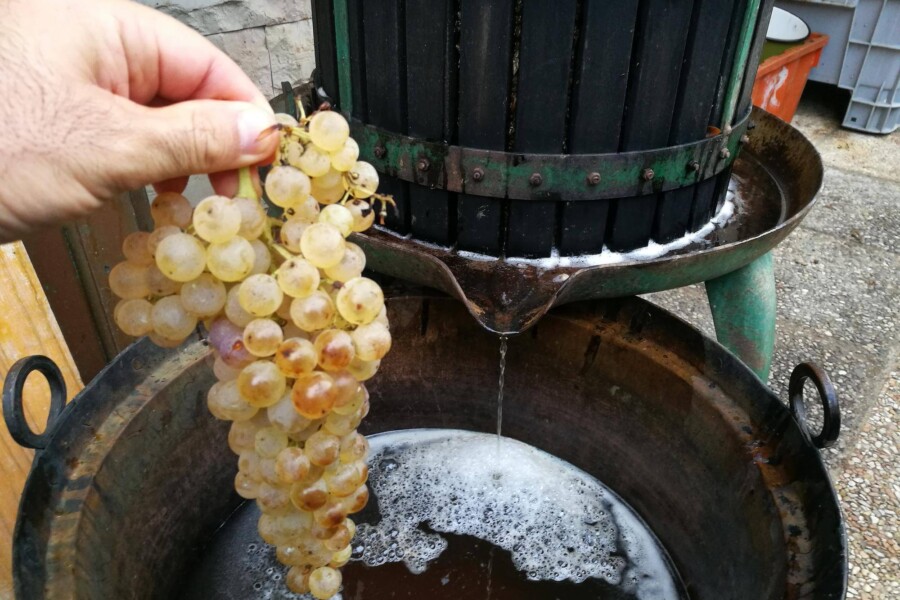 Jak zrobić wino w balonie domowym sposobem?