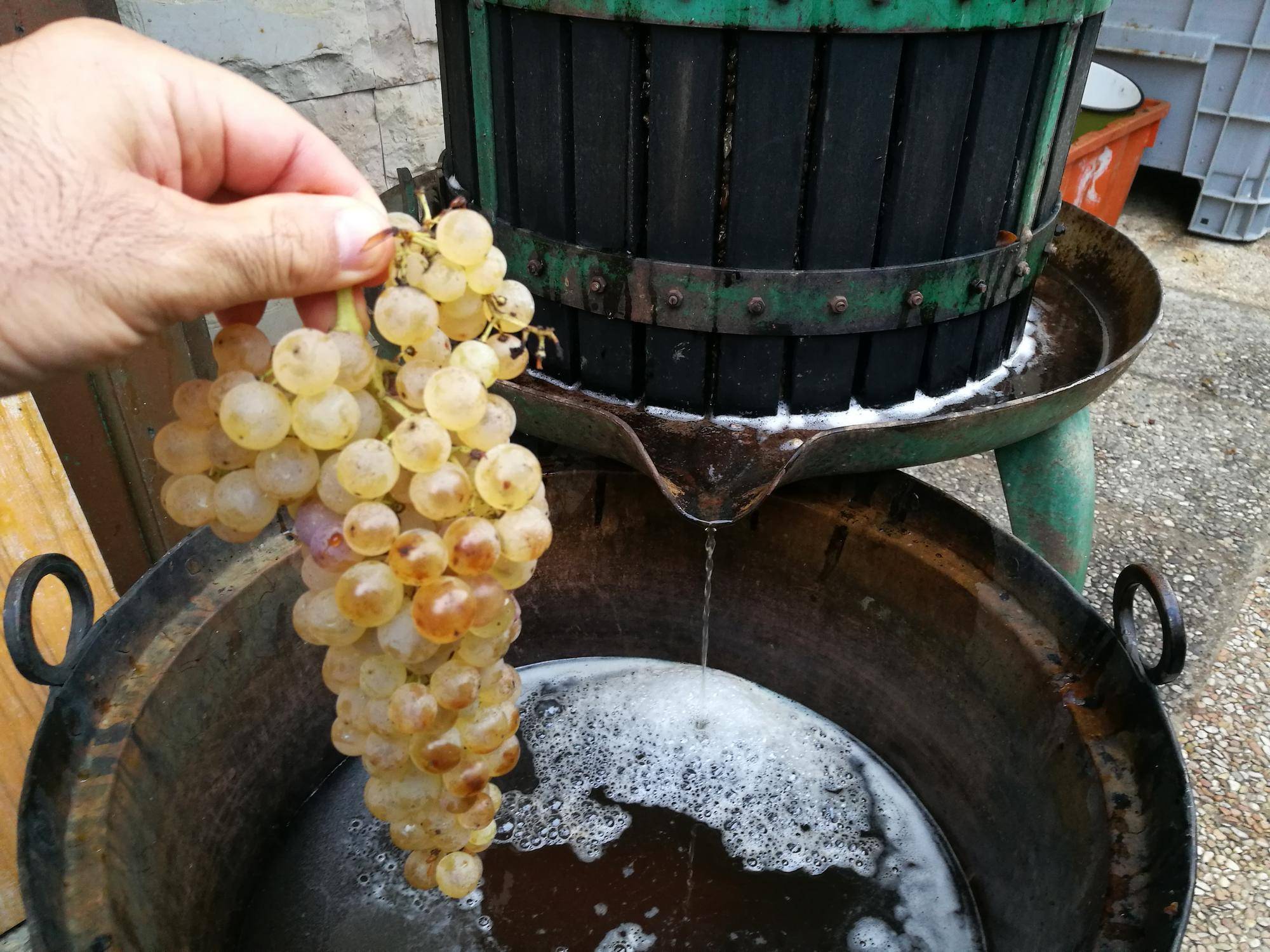 Jak zrobić wino w balonie domowym sposobem?