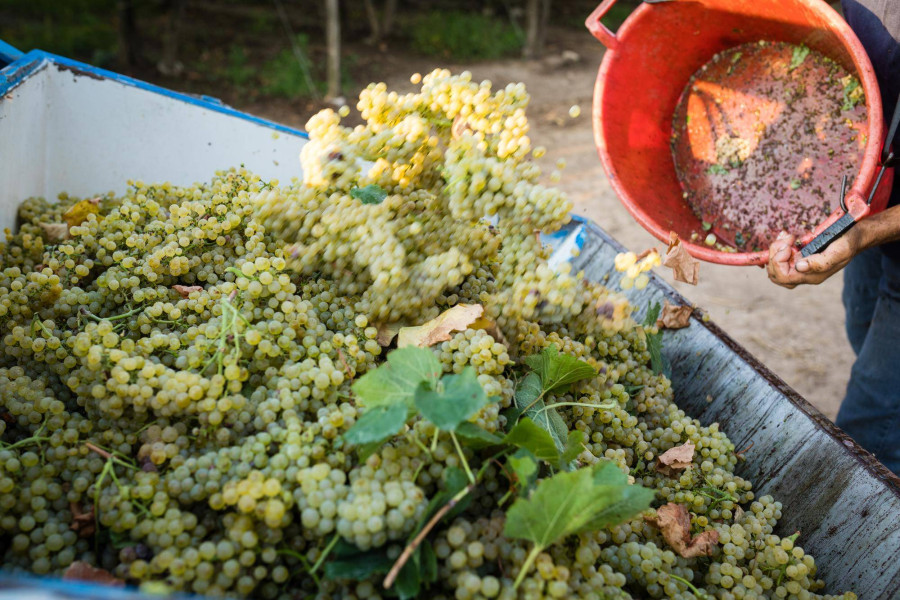 Jak długo fermentuje wino z winogron i co wpływa na ten proces?